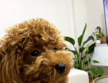 Köpeğimize eş arıyoruz - 118973039