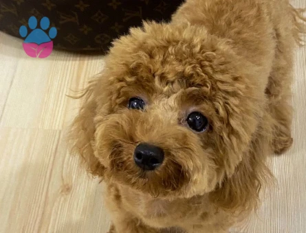 Köpeğimize eş arıyoruz