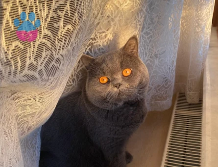 2 Yaşında British Shorthair Oğluma Eş Arıyorum