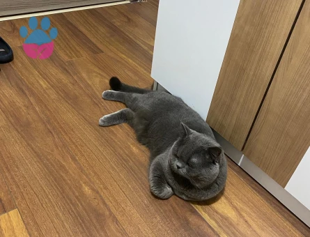2 Yaşında British Shorthair Oğluma Eş Arıyorum
