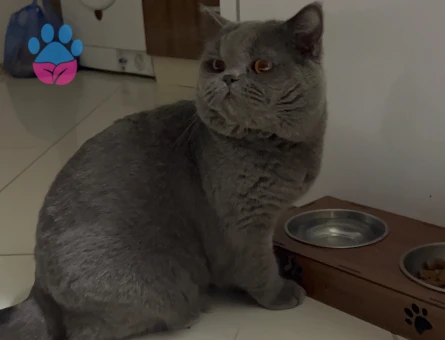 2 Yaşında British Shorthair Oğluma Eş Arıyorum
