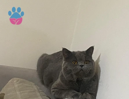 2 Yaşında British Shorthair Oğluma Eş Arıyorum