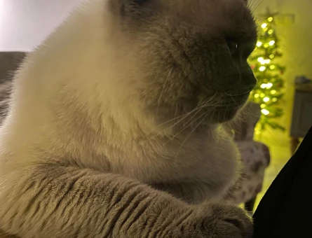 10 Aylık Erkek Kedi - 118973043