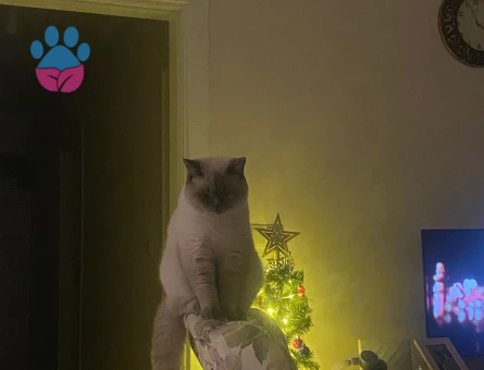 10 Aylık Erkek Kedi