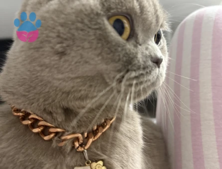 Scottish Fold Kedimize Erkek Eş arıyoruz