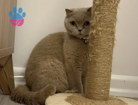 Scottish Fold Kedimize Erkek Eş arıyoruz