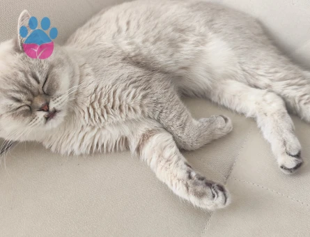 Britihs shothair kedime eş arıyorum