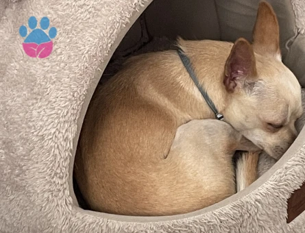 1,5 yaşında Erkek Chihuahua