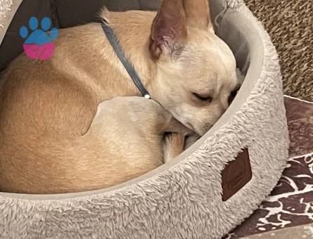 1,5 yaşında Erkek Chihuahua