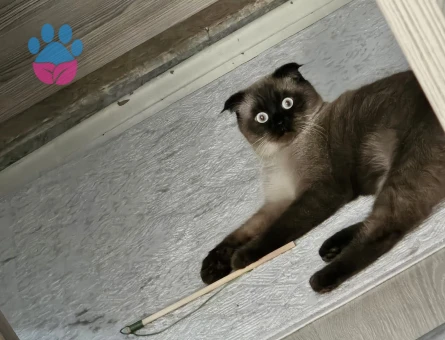 Scottish Fold Moka eş arıyor