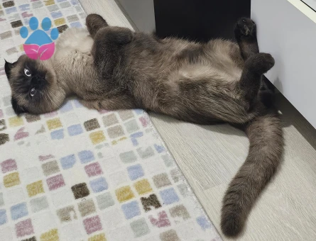 Scottish Fold Moka eş arıyor