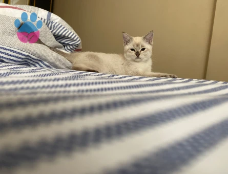 Blue point erkek kedim için eş arıyorum