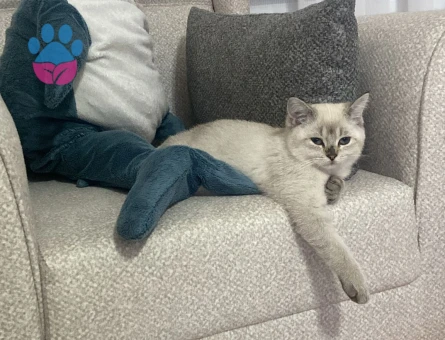 Blue point erkek kedim için eş arıyorum