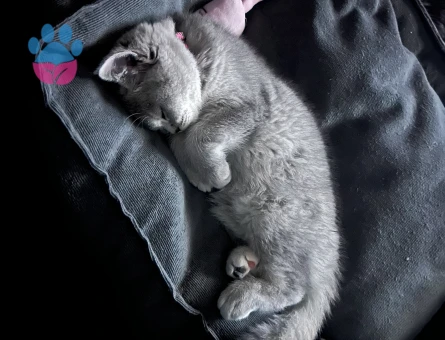 British Shorthair Eva Eş Arıyor