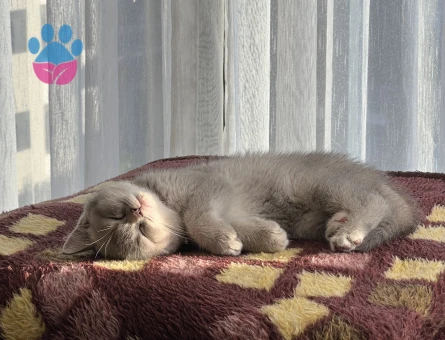 British Shorthair Eva Eş Arıyor