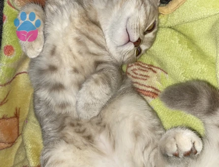 Prense prenses arıyoruz