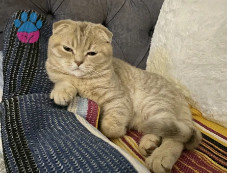 Prense prenses arıyoruz