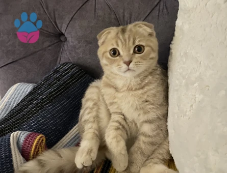 Prense prenses arıyoruz