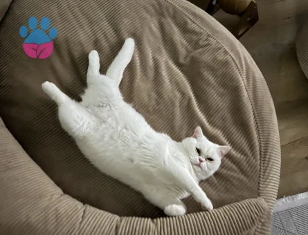 British Shorthair Kaymak kızımız eş arıyor