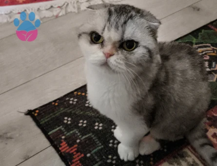 Scottish Fold Kedime Eş arıyorum.