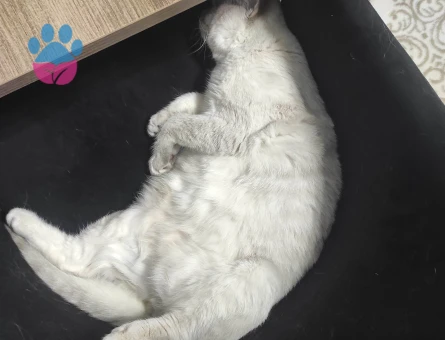 Yakışıklı prensime  prenses arıyorum