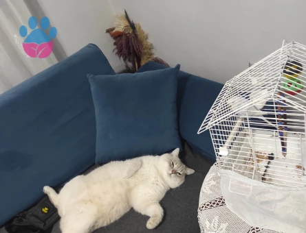 Yakışıklı prensime  prenses arıyorum