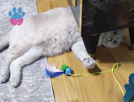 Yakışıklı prensime  prenses arıyorum