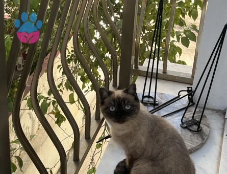 Uygun bir eş