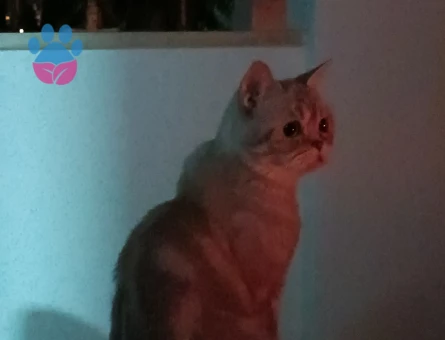 İki cins dişi kedime erkek kedi arıyorum