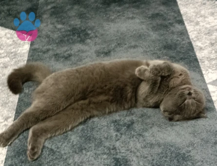 İki cins dişi kedime erkek kedi arıyorum