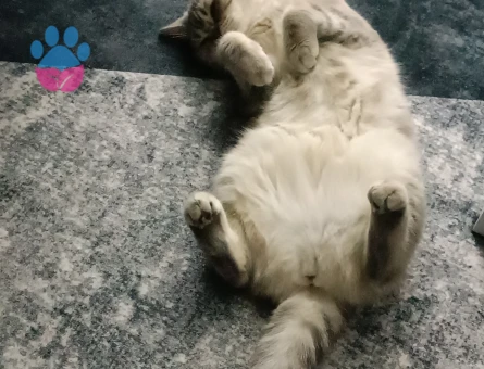 İki cins dişi kedime erkek kedi arıyorum