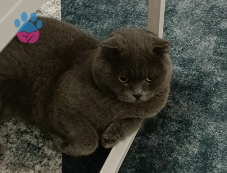 İki cins dişi kedime erkek kedi arıyorum