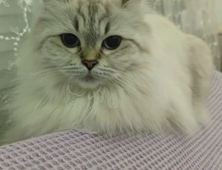 Beyaz British longhair eşleştirme - 118973833