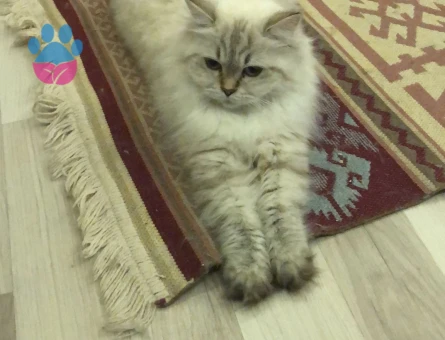 Beyaz British longhair eşleştirme