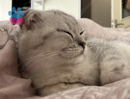 Paşaya eş arıyoruz