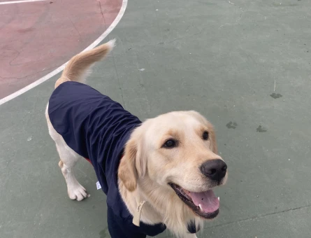 Golden Retriever 4 Yaşında Eş Arıyor - 118973854