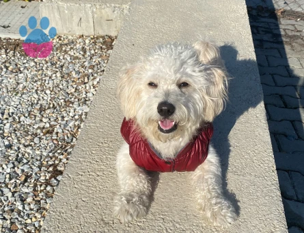 Maltese terriere oğlum için eş adayı arıyoruz