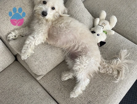 Maltese terriere oğlum için eş adayı arıyoruz