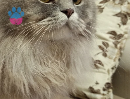 British long hair silver erkek