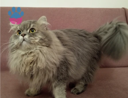 British long hair silver erkek