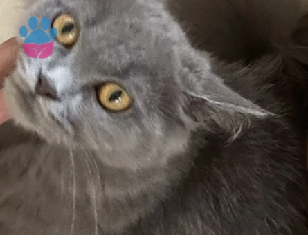 British Longhair 1 Yaşında Kedim Eş Arıyor