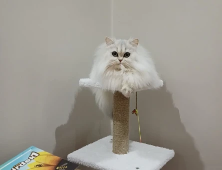 British longhair 3 Yaşında Eş Arıyorum - 118981539