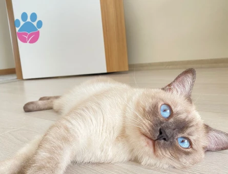 British Shorthair 4 Yaşında Eş Arıyor