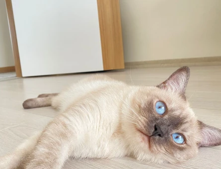 British Shorthair 4 Yaşında Eş Arıyor - 118981541
