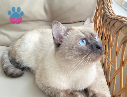 British Shorthair 4 Yaşında Eş Arıyor