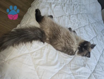 British Longhair Blue Point eş arıyor