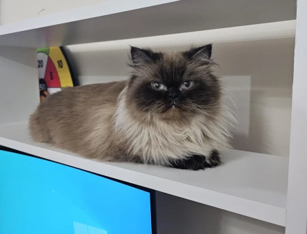 British Longhair Blue Point eş arıyor - 118981543