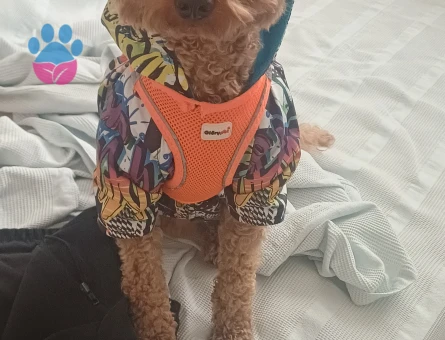 1 yaşındaki erkek 7 kilo toy podlemiz leoya eş arıyoruz