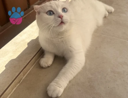 1 yaşındaki kızım için scottish straing damat arıyorum