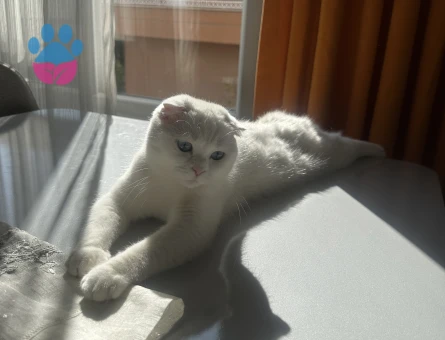 1 yaşındaki kızım için scottish straing damat arıyorum